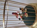 Vintage small double singing birds-in-cage, by Karl Griesbaum